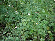 Cosmos caudatus (mögl. auch Cosmos sulphureus) (junge Blätter und Blütenknospen)