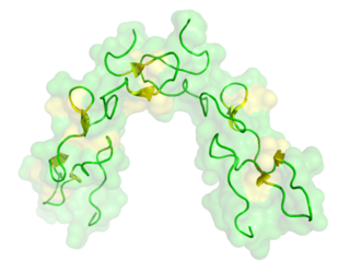 <span class="mw-page-title-main">Disintegrin</span> Proteins from viper venom inhibiting platelets aggregation