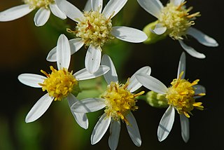 <i>Doellingeria</i> Genus of flowering plants in the family Asteraceae