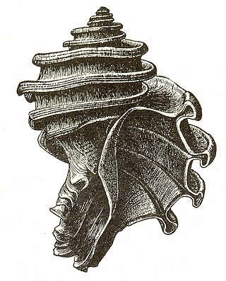 <span class="mw-page-title-main">Ecphora</span> Extinct genus of gastropods