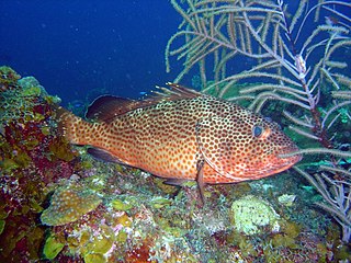 <span class="mw-page-title-main">Red hind</span> Species of fish