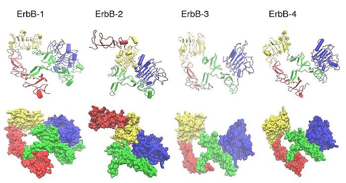 Comparison of ErbB extracellular domain structures Erb fig.jpeg