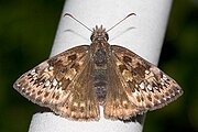 Erynnis horatius (Horace's duskywing) Adult, dorsal view.