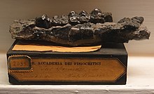 Eumaiochoerus etruscus mandible.jpg