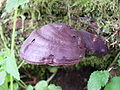 Ganoderma oregonense