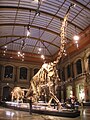 Image 12The Dinosaur Hall of the Naturkundemuseum, Berlin, showing the skeleton of Giraffatitan brancai, among the largest mounted skeletons in the world