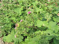 Arctium lappa