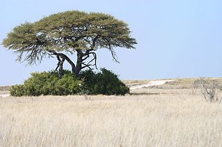 Angolan mopane woodlands