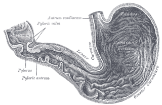 <span class="mw-page-title-main">Pylorus</span> Part of the stomach that connects to the duodenum