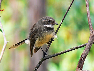 <span class="mw-page-title-main">Fantail</span> Genus of birds