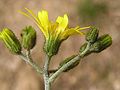 Inflorescences