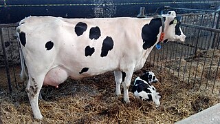 <span class="mw-page-title-main">Veal</span> Meat of young cattle