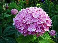 Hydrangea flowers, Srinagar, Kashmir, India