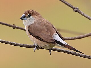 <span class="mw-page-title-main">Indian silverbill</span> Species of bird