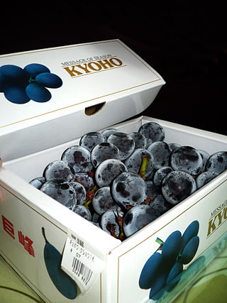 <span class="mw-page-title-main">Kyoho (grape)</span> Variety of grape