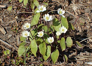 <i>Jeffersonia</i> Genus of flowering plants belonging to the barberry family