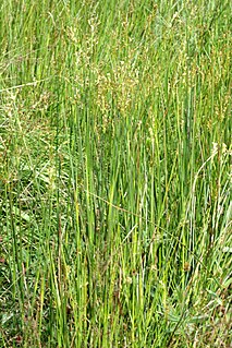 <i>Juncus acutiflorus</i> Species of grass