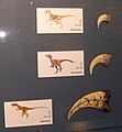 Krallen von Velociraptor, Deinonychus und Utahraptor