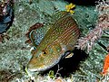 Green wrasse