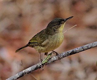 <span class="mw-page-title-main">Bernieridae</span> Family of birds