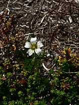 Minuartia obtusiloba