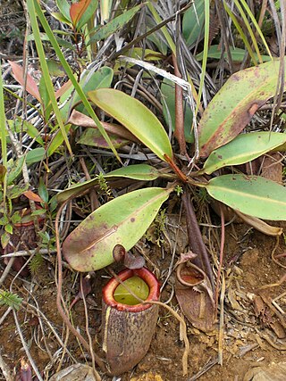 <i>Nepenthes</i> Tropical pitcher plants