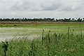 Image 30A rice field in Nickerie District (from Suriname)