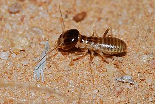 <span class="mw-page-title-main">Hodotermitidae</span> Family of termites