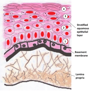 Lamina propria Thin connective layer forming part of the mucous membranes