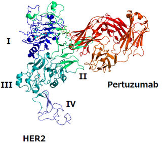 <span class="mw-page-title-main">Pertuzumab</span> Pharmaceutical drug