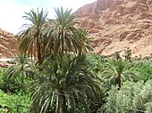 Date palm Phoenix dactylifera1.jpg