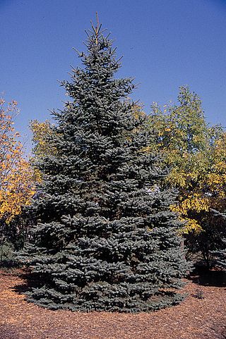 <span class="mw-page-title-main">Blue spruce</span> Species of tree