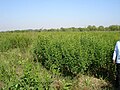 Herbal Farming in Chhattisgarh: Safed Musli with Arhar