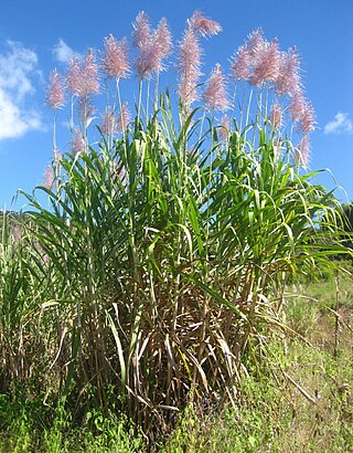 <i>Saccharum officinarum</i> Species of plant