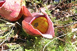 Sarracenia purpurea, à Saint-Narcisse, au Québec, au Canada.