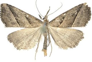 <span class="mw-page-title-main">Hypenodinae</span> Subfamily of moths