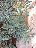 Thumbnail for File:Senecio kleiniiformis.jpg