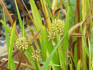 <i>Sparganium</i> Genus of flowering plants in the family Typhaceae