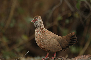 <i>Ptilopachus</i> Genus of birds