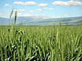 Hula Valley