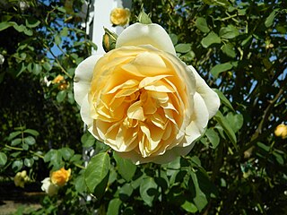 <i>Rosa</i> Comtes de Champagne Apricot shrub rose cultivar