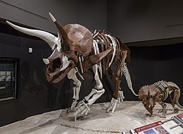 Triceratops on display: "Yoshi's Trike" (MOR 3027) and a baby. Yoshi-Trike-0006.jpg