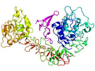 <span class="mw-page-title-main">Epidermal growth factor receptor</span> Transmembrane protein