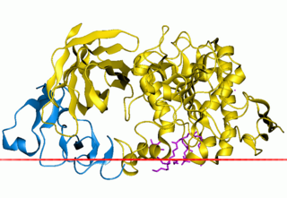 <span class="mw-page-title-main">Pancreatic enzymes (medication)</span> Amylase, lipase, and protease mixture