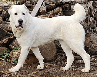 <span class="mw-page-title-main">Central Asian Shepherd Dog</span> Dog breed