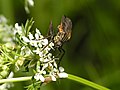 * Nomination Empis tessellata --ComputerHotline 19:14, 16 May 2013 (UTC) * Promotion Flowers overexposed, but subject ok. --Mattbuck 19:29, 28 May 2013 (UTC)