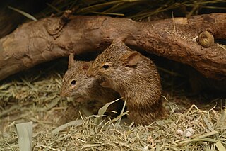 <span class="mw-page-title-main">Neumann's grass rat</span> Species of rodent