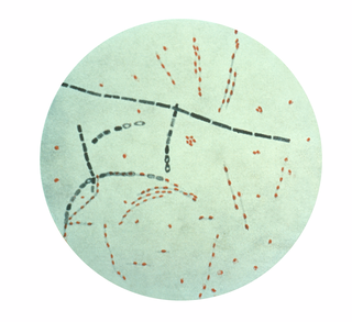 <i>Bacillus anthracis</i> Species of bacterium