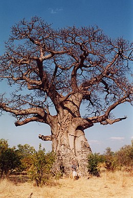 Baobabas (Adansonia digitata)