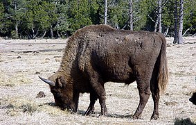 Bison de la réserve de la Margeride.